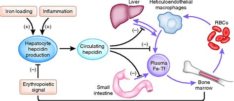 Hepcidin function, hepcidin mechanism & diseases associated with ...