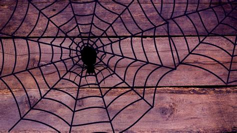 Halloween Spider Wallpapers Top Free Halloween Spider Backgrounds