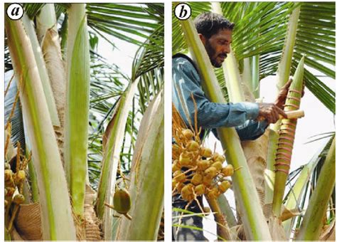 Pdf Coconut Inflorescence Sap And Its Value Addition As Sugar