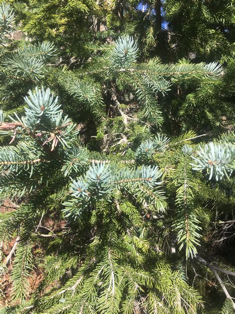 ~conifers That Are Evergreens