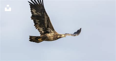 Brown hawk flying photo – Free Bird Image on Unsplash