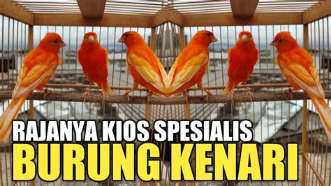 UPDATE HARGA BURUNG KENARI TERKINI TAHUN 2022 DI PASAR BURUNG PRAMUKA