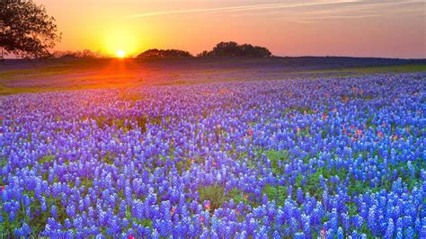 Bluebonnet Wallpapers - Wallpaper Cave