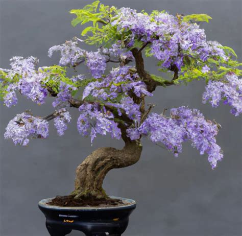 Purple Blue Jacaranda Bonsai Tree Seeds, Outdoor and Indoor Home Decor Best Gift for Him Her ...