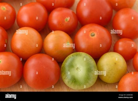 Solanum Lycopersicum Cherry Falls Cherry Tomato Cascading Determinate