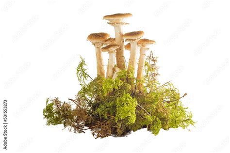 Group Of Brownish Beige Autumn Honey Mushrooms With Moss Isolated On