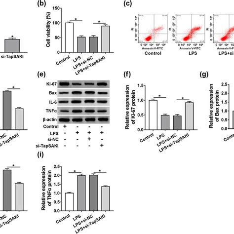 Tapsaki Silencing Attenuated Lps Induced Damage In Hk Cells A