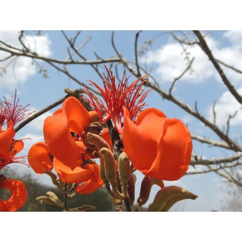 Mulungu Erythrina Velutina Willd