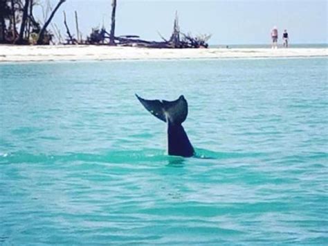 Happy Paddler Kayak Tours And Ecoventures Visit Sarasota County