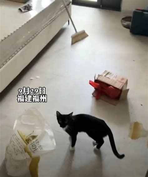 租客退房留下2猫1狗1鸡，猫咪骨瘦如柴，房间卫生惨不忍睹腾讯新闻