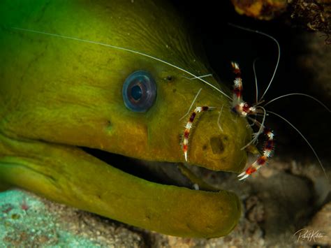 Moray Eel with Cleaner Shrimp - Kidston Photography