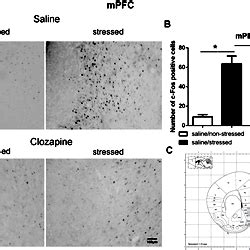 C Fos Immunoreactive Cells Photomicrographs And Quantification In The