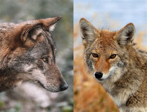 Wolf vs. Coyote: Similarities And Differences Explained