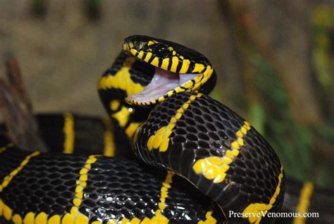 Venom in the Vivarium | Mangrove Snake Care - Reptile Apartment