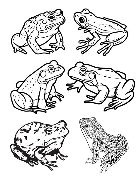 Frogs Coloring Pages