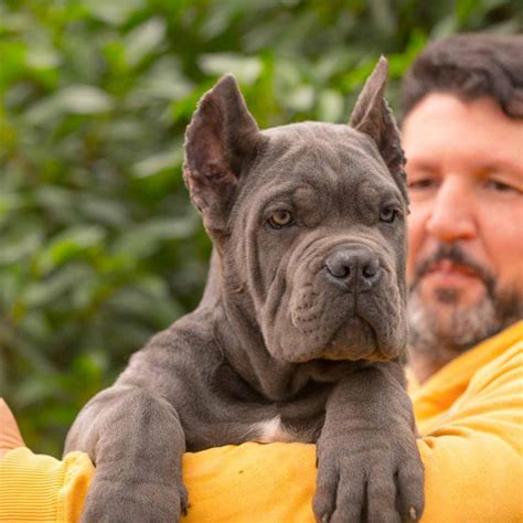 Comprar Perro Cane Corso En La Habana Y Venta De Cachorros De Cane