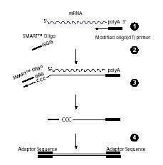 1 Mechanism Of SMART CDNA Synthesis 1 First Strand Synthesis Is