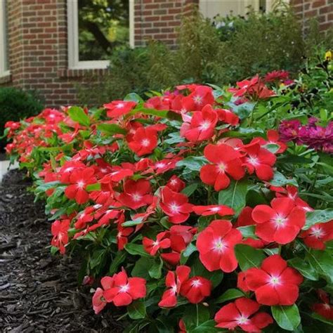 Best Types Of Vincas Madagascar Periwinkle Varieties