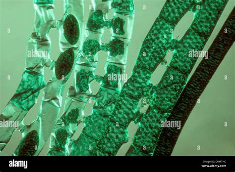 Microscopic View Of Algae Plant Cells Stock Photo Alamy