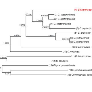 Bayesian Inference Bi Tree Derived From Partial Sequences Of The