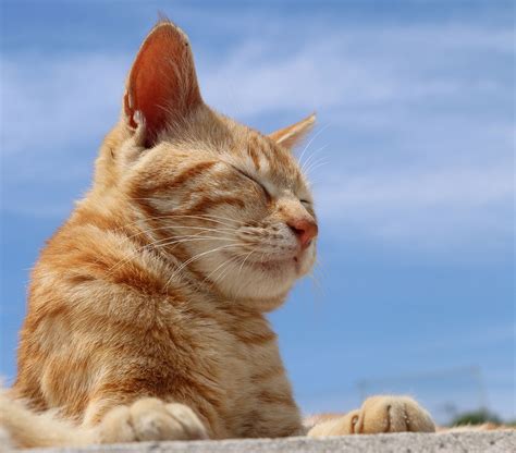 日本猫の種類や特徴、性格を解説！日本猫の迎え方を知って愛猫を飼おう｜ニフティ不動産