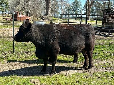 Other Breeders - Lowline (Aberdeen) Angus For Sale