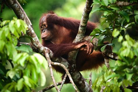 IUCN Red List of Threatened Species: a tool to drive effective ...