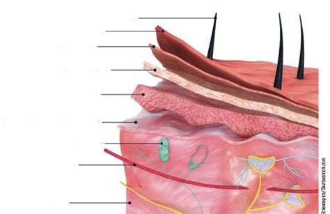 Skin Layers Diagram | Quizlet