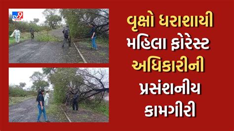 Rajkot ધોરાજી માં 65 જેટલા વૃક્ષો ધરાશાયી ફોરેસ્ટ અધિકારીએ જાતે