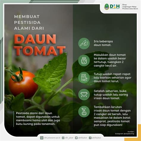 Membuat Pestisida Alami Dari Daun Tomat Atmago