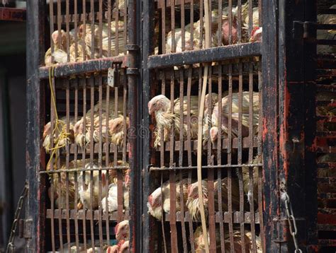 Chicken In Cramped Cages Stock Image Image Of Cramped 216012931