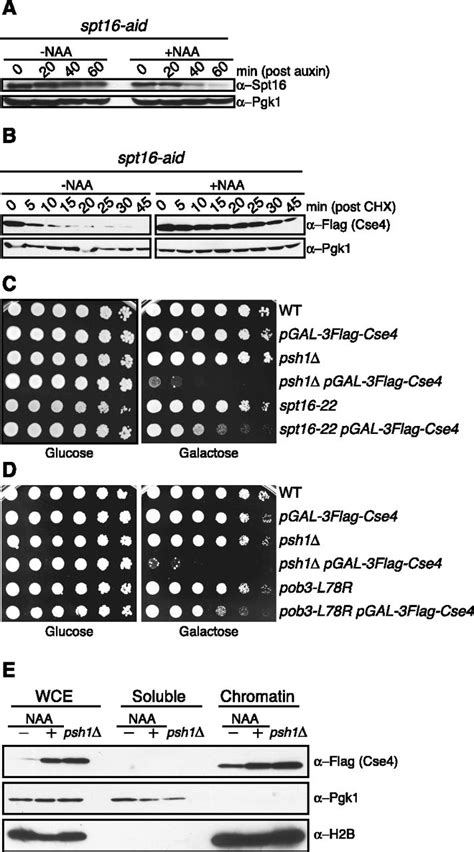 The FACT Complex Interacts With The E3 Ubiquitin Ligase Psh1 To Prevent