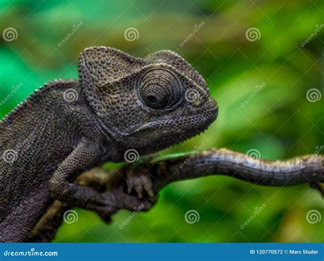 Chameleon Close Up of Eye in Amsterdam Zoo Stock Photo - Image of ...