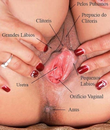 Seios Vagina Lábios Clitóris