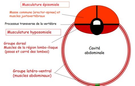 Tronc CM 8 Parois Et Muscles De L Abdomen Cartes Quizlet