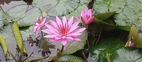 teratai flower   condition stock photo image  flower born