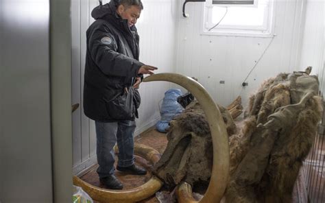 40000 Year Old Ice Age Wolf Head Found In Siberia