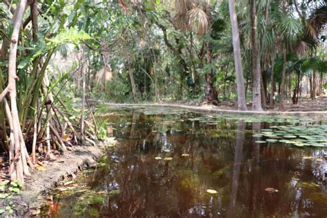 La Jornada Maya Yucatán Rodrigo Medina Jardín botánico del CICY