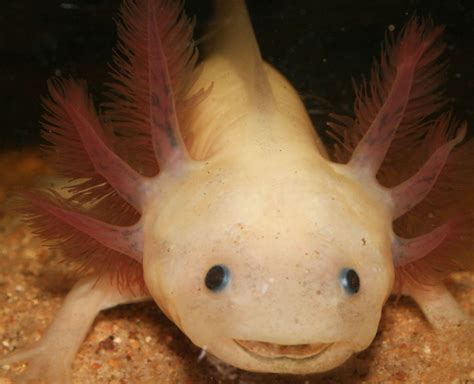 Axolotl Wallpapers Top Free Axolotl Backgrounds Wallpaperaccess