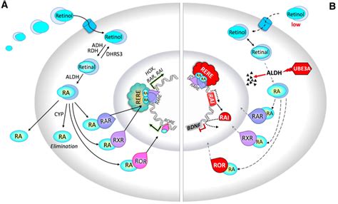 a Retinoic acid synthesis and signaling pathway: Retinoic acid is ...