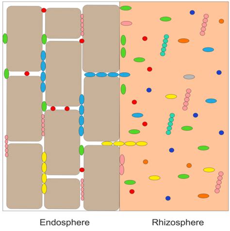 Schematic Representation Of Various Rhizosphere Bacteria As Shown By