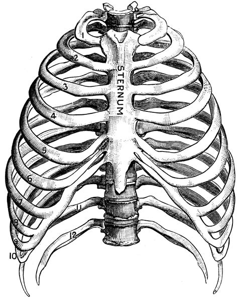 Human Ribs Drawing at GetDrawings | Free download