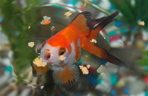 What Do Goldfish Eat: Healthy Goldfish Diet Without Worries - Aquarium Wonder