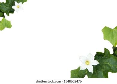 Coccinia Grandis Ivy Gourd Leaves Climber Stock Photo 1348632476 | Shutterstock