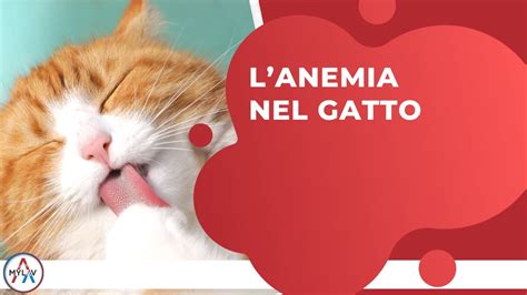 Lanemia Nel Gatto YouTube