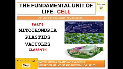 Mitochondria Plastidsvacuoles The Fundamental Unit Of Lifecell