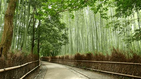 Sagano Bamboo Forest Wallpapers - Wallpaper Cave