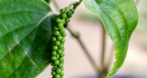 Como Plantar Pimenta Do Reino Em Casa Passo A Passo E Cuidados