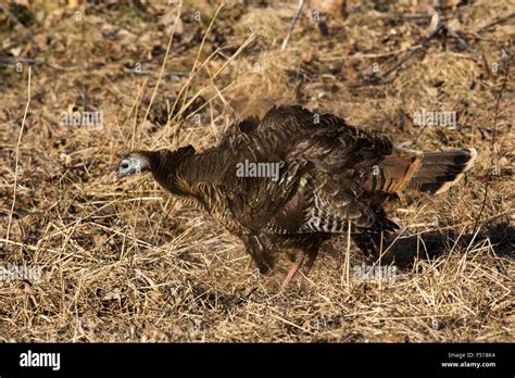 Eastern Wild Turkey Hen Stock Photo Alamy