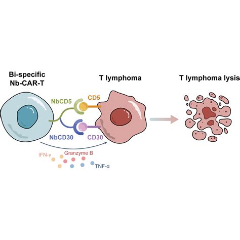 Nanobody Derived Bispecific Car T Cell Therapy Enhances The Anti Tumor